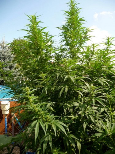 Cannabis_sativa_plant_(14).jpg