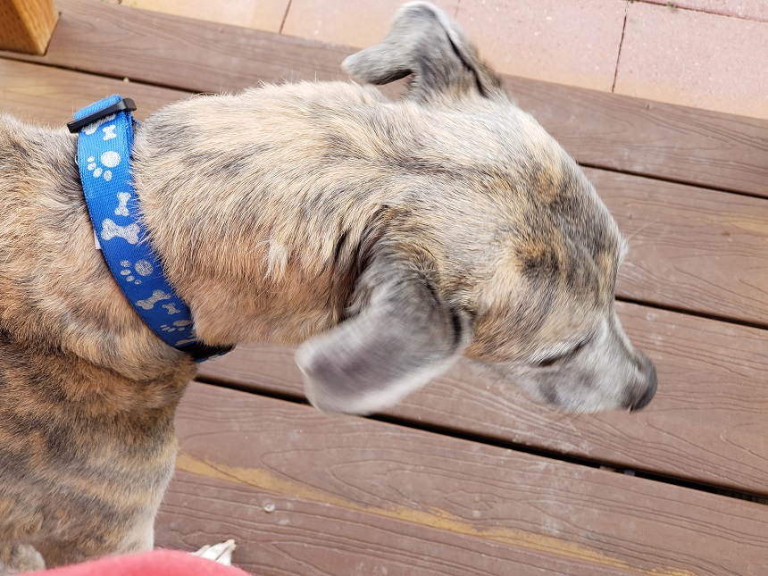 Waylon on a Summers Day.jpg