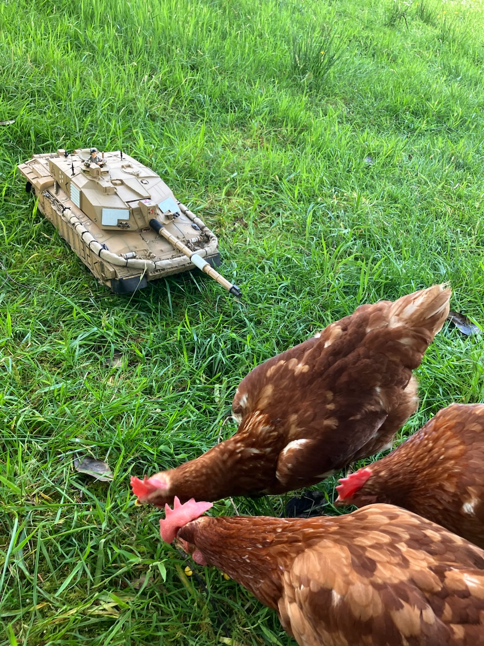 Completely unfazed by a model tank. Food is more interesting.
