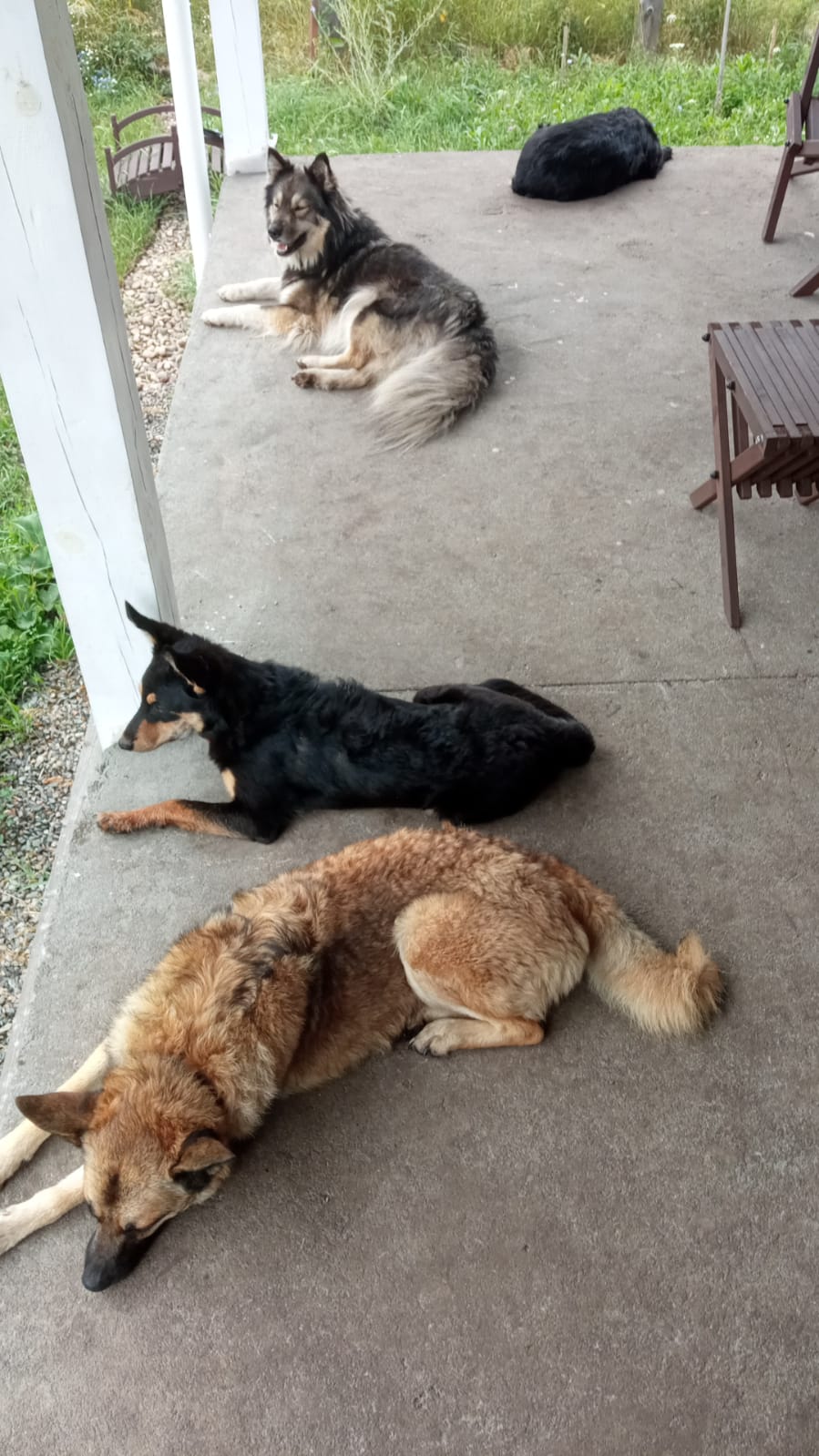 dogs on the terras.jpg