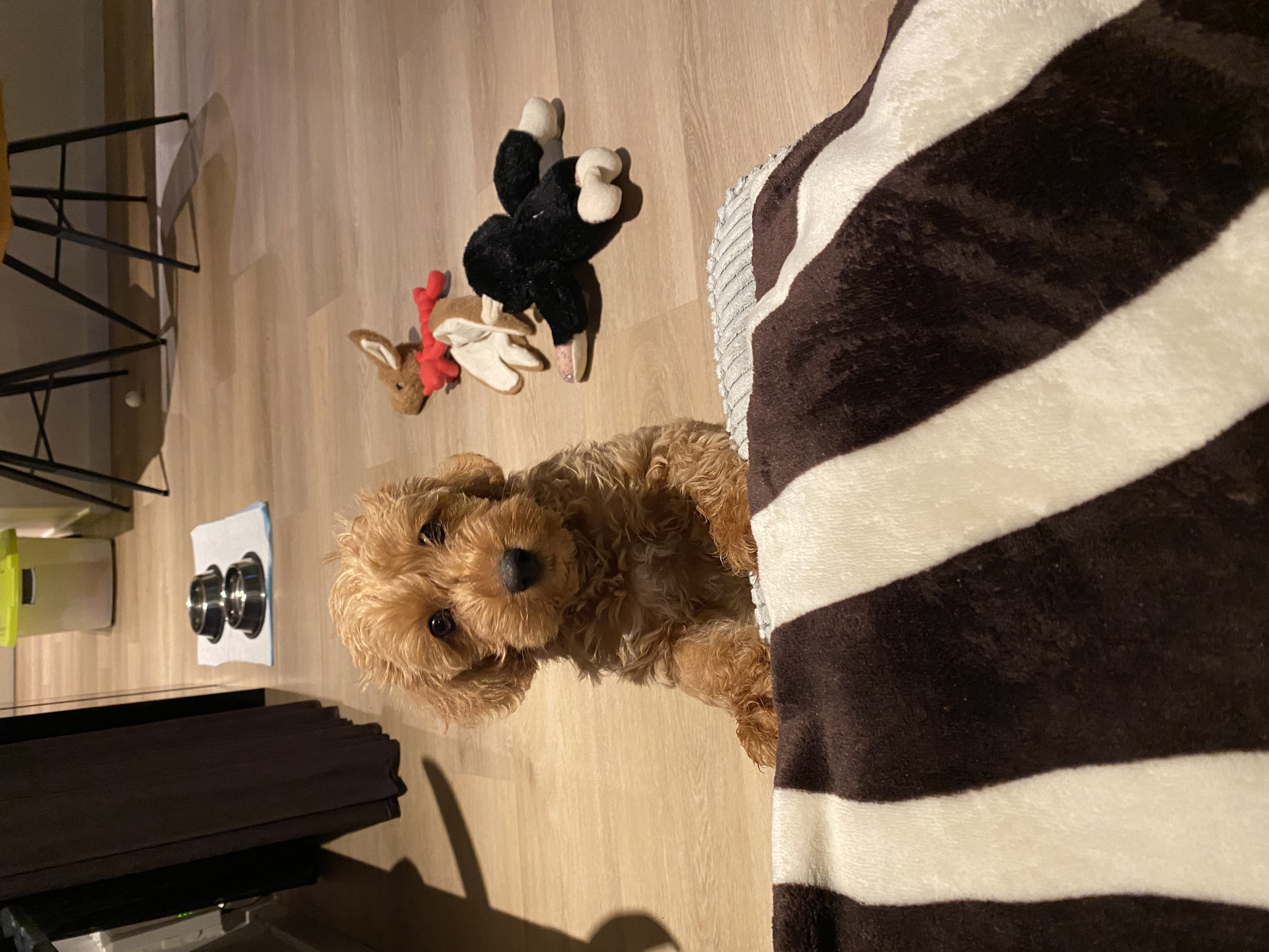 IMG_2963.jpeg