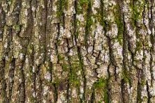SPRUCE TREE BARK.jpg