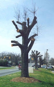 badly-pruned-tree.jpg