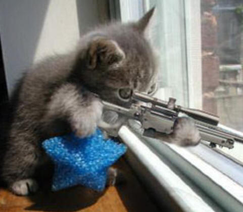 cat-sniper.jpg