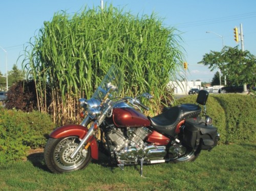 ginger reeds 2.jpg