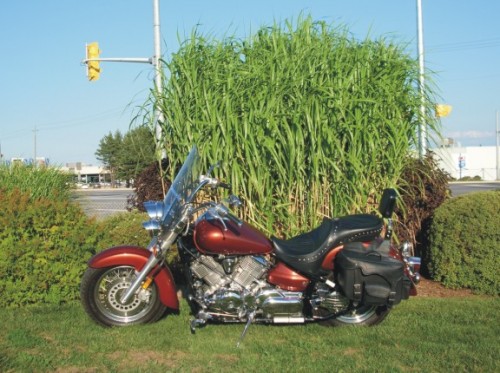 ginger reeds 3.jpg