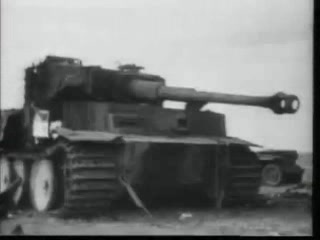 rare tiger 47.jpg