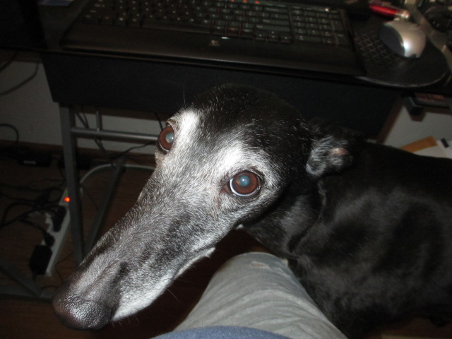 My Grrl, Wish  03/2004 - 03/2014