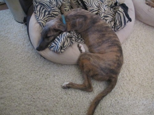 Waylon is Legs and Trouble ... Welcome Home 040514
