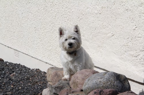 World domination partner..a wee white dog.