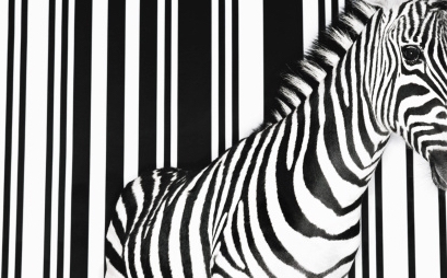 Chihatan disguised as a Zebra
