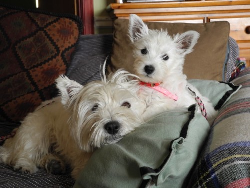 Midgie with niece...trainee tanker, Fi