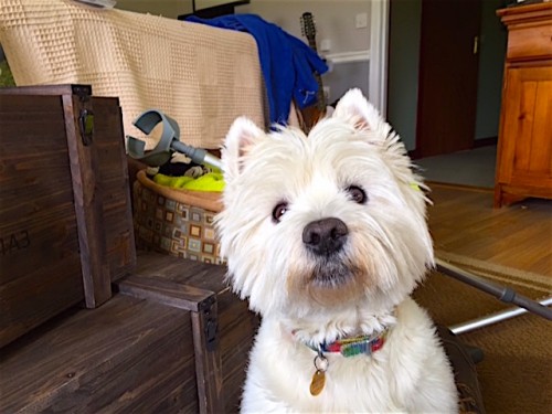 Midgie The Westie with a WTF not another tank look ..