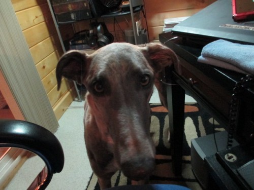 Waylon came by to see what was eating up my time tonight.