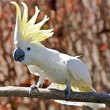 Cacatua_galerita.jpg