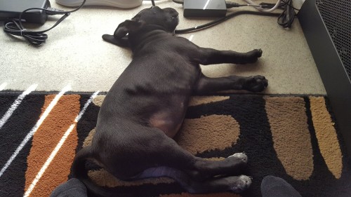 Max asleep under my desk