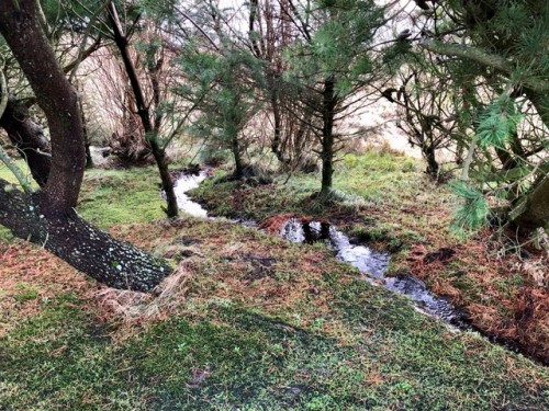 Garden Ardennes