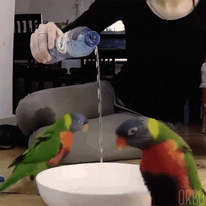 WP466Ua.gif
