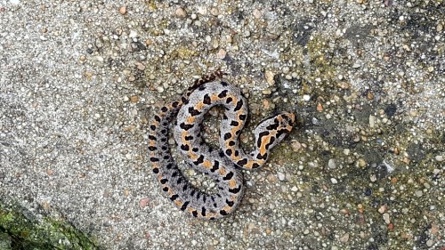 Pygmy Rattlesnake (1024x576).jpg