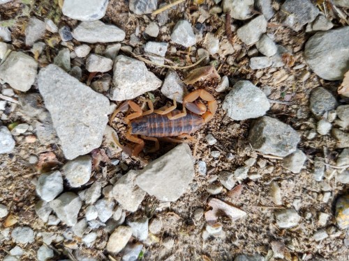 Striped Bark Scorpion (1024x768).jpg