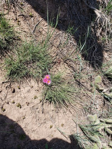 Cactus flower from the back lot fenceline.jpg