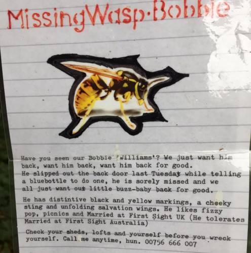 Missing wasp...