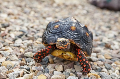 Red-Footed-Tortoise-Photos.jpg